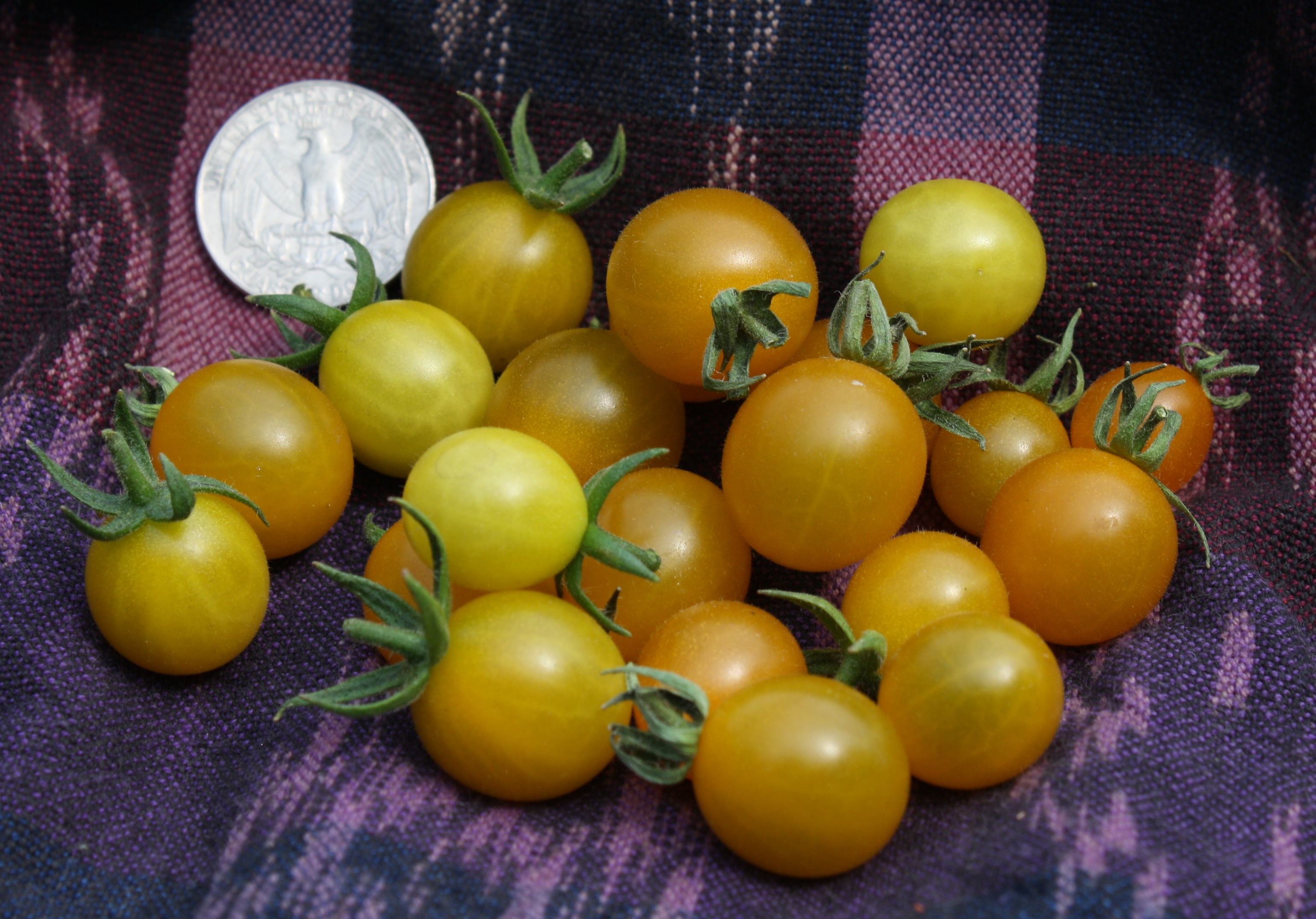 گوجه گالاپاگوس